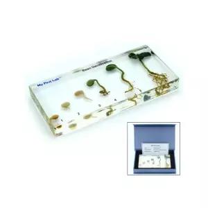 뿌리와 잎 식물 성장단계 콩표본 교구 초등과학 생물모형 도구 관찰