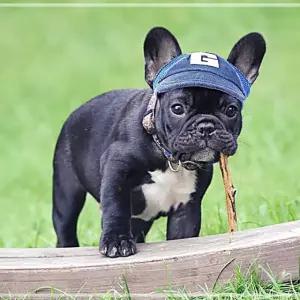 반려견 필수품 애완동물 메쉬 캡모자 산책 통풍 버클 YWDCD976