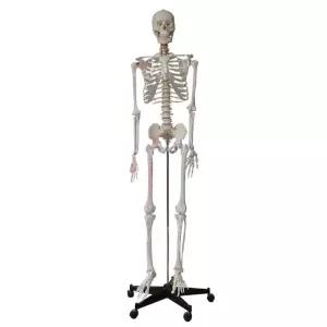 모형 스켈레톤 뼈 모델 해부학 인체 대형 교육 신경근 구조 교육용 해골 골격