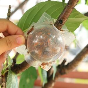 5/30PCS 식물 뿌리 볼 접목 상자 번식 케이스 정원 심기 용품에 대한 고압 성장