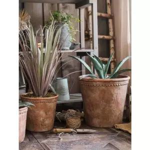 정원꾸미기 이태리 다육이 꾸미기 토분 다육식물