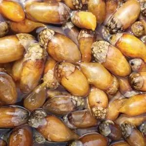 [팜스] 손질 생물 참 미더덕 1kg(500gx2봉)