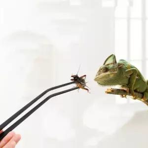 전문가용핀셋 사육핀셋 먹이 오물제거 사육 롱핀셋