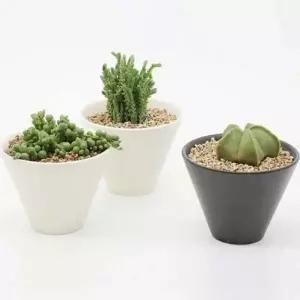 모던 인테리어 화분 분갈이 도자기 화분 집꾸미기 가드닝 다육