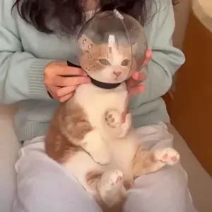 오아브로드 손톱 입마개 긁힘 얼굴 방지 고양이 투명 헬멧 보호대