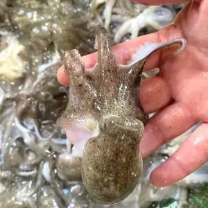 국내산 서해안 활 주꾸미 1kg(7-12미)