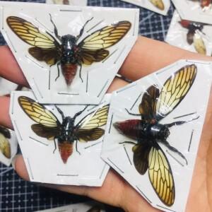 실제 곤충 표본 붉은 매미 배 검은 날개 Huechys Incarnata