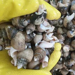 유쎌몰 동해안 자연산 흑골뱅이 1KG (50-70미) [자숙급냉] X 4개 캠핑먹거리 생골뱅이