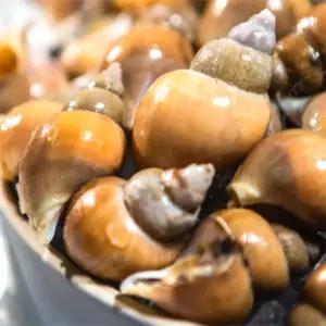 유쎌몰 급냉 활골뱅이 800G X 1팩 냉동골뱅이 캠핑먹거리