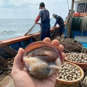 여수 새조개 선주직판 손질 당일조업 해수포장 200g x 2팩