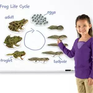 초등 과학 특대형 개구리 성장과정 학습 자석 모형 방과후 학교수업용 어린이집