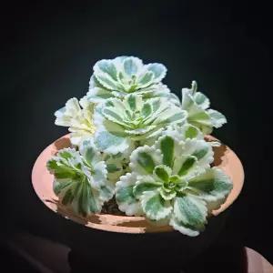 친환경토분 아틀란티스세덤-  아름답고 매력적인 잎색