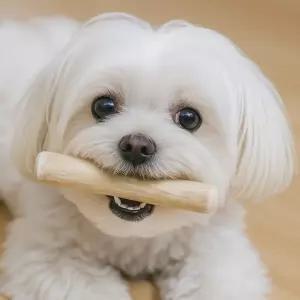 장난감 반려동물 커피나무 제거 우드스틱 강아지물품 도그우드 불리불안해소