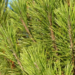 [나무의모든것]소나무묘목/적송,반송 묘목