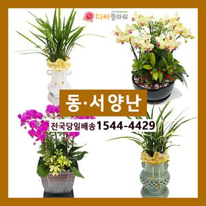 고급난 동양난/서양난 개업/승진축하 꽃배달/꽃집화원
