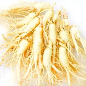 가정용 햇 수삼 세척인삼 난발삼 [大] 12-16편 700g