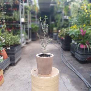 아르베키나올리브나무 야생화 수입식물  플랜테리어 유칼립투스 실내공기정화식물 79S