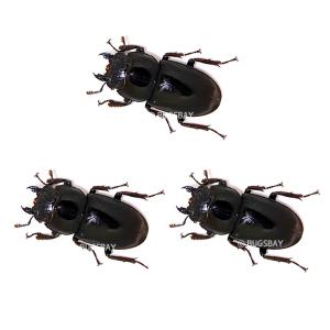 넓적사슴벌레 암컷 성충 대형 3마리 번식개체