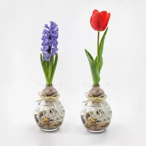 구근식물 DIY 수경재배 세트 히아신스 튤립 수경 공기정화식물