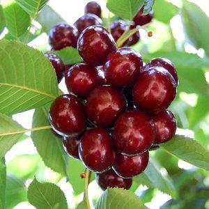 체리묘목 체리나무 라핀체리 R3 결실주