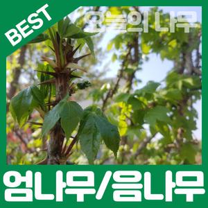 최상의 품종 가시있는 엄나무(음나무)/가시없는 민엄나무묘목 판매중