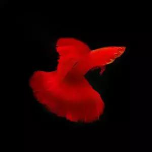 [힘찬열대어] 키우기쉽고 번식잘하는 최상급 고정구피 세트