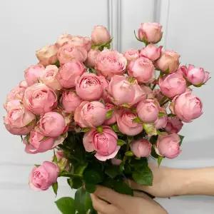 (플라워마켓) 자나 미니 장미 (반단) 꽃배달 싼곳 도매 생화꽃