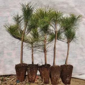 조선소나무 묘목 3년생 적송 육송 30 ~ 40cm