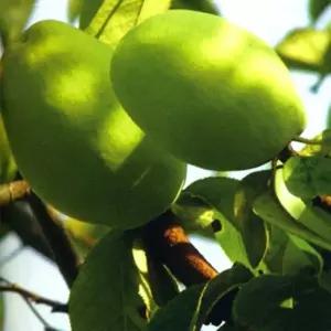 모과나무 모과묘목 