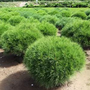 [충북농원] 반송 (둥근) 소나무 묘목 - 1년생/접목묘