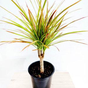 에덴플랜트 드라세나 마지나타 바이칼라 중품 카페식물 거실 이국적인테리어 승진 개업 감성식물