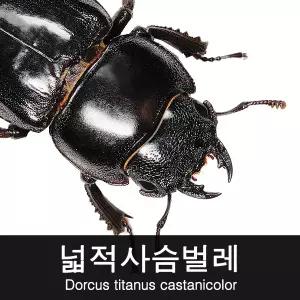바부르마트 넓적사슴벌레 암컷 35~39mm / 넓적사슴벌레 키우기