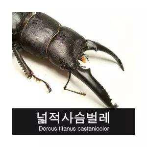 바부르마트 넓적사슴벌레 수컷 70~74mm / 넓적사슴벌레 키우기