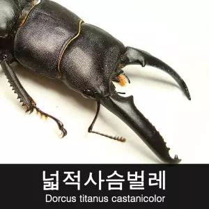 바부르마트 넓적사슴벌레 수컷 59mm 이하 / 넓적사슴벌레 키우기