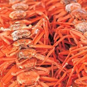 [더조은][더조은] 구룡포 실속 자숙 홍게 10마리 (개당 300g내외)