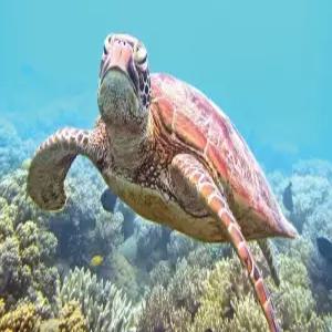 [자유여행]시드니(2)/울룰루(2)/멜버른(3) 9일(호스텔숙박, 1인출발)-JQ