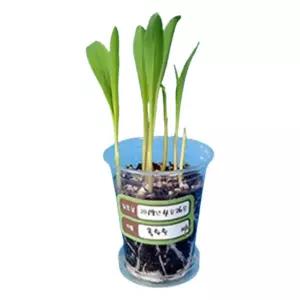 초등4학년 과학 탐구활동 식물재배 외떡잎 재배키트 5인x2세트/ 새싹키우기 놀이학습