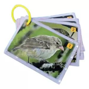 초등교과연계 조류학습 핀치새 관찰카드 5인x2세트/ 신기한과학 멸종위기동물 날개