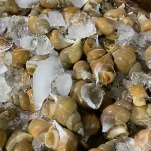 동해 활 백고동 백골뱅이 중/소 믹스 1kg내외(40미내외)