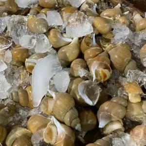 동해 활 백고동 백골뱅이 중 소 믹스 1kg내외 40미내외)