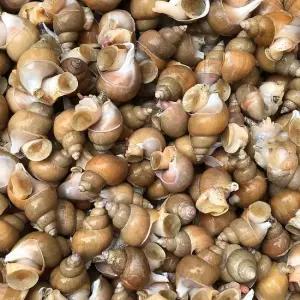 동해 활 백고동 백골뱅이 대 특대 믹스 1kg내외 10미내외)