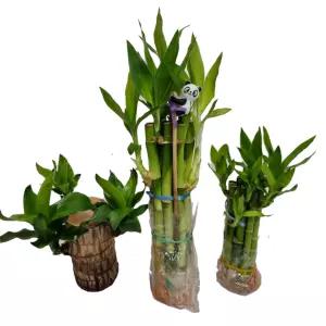 트리앤 개운죽 약12cm 20cm 30cm 40cm 50cm 10p 키우기/행운목/연화죽/황금죽 공기정화식물 수경식물 학습재료 