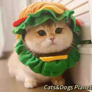 강아지 고양이 앞치마 모자 가게 직원 햄버거 제품