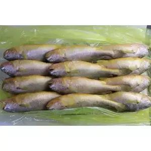 냉동 부세조기 3.4kg 12미 특대