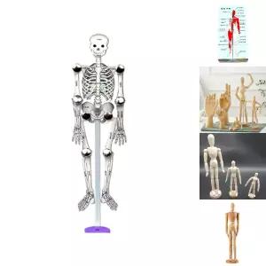 춤추는 인체모형 5인세트 초등 DIY만들기/인체/해부도/교구/신체/모형/경락혈/표시/신체모형/표시인체/전신