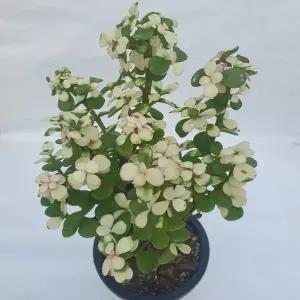 [앨리다육코리아] 화려하면서도 사랑스런 매력 다육식물, 핑크 아악무 3호 화분크기 10cm