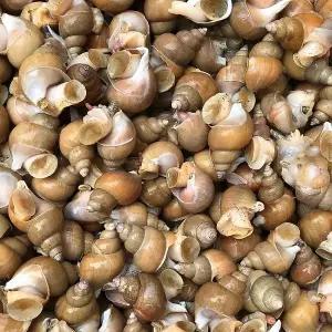 동해 활 백고동 백골뱅이 대/특대 믹스 1kg내외(10미내외)