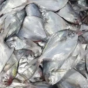 연안 급냉 횟감 병어 1kg(7~9미 내외)