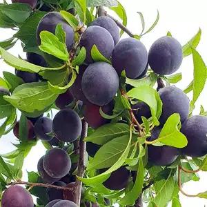 체리나무 바이오체리묘목