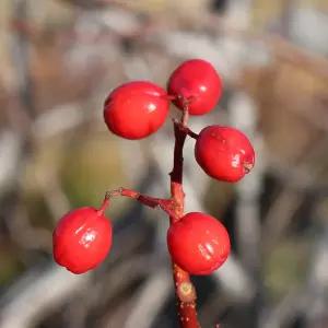 [충북농원] 마가목 묘목 - 실생묘/포트묘